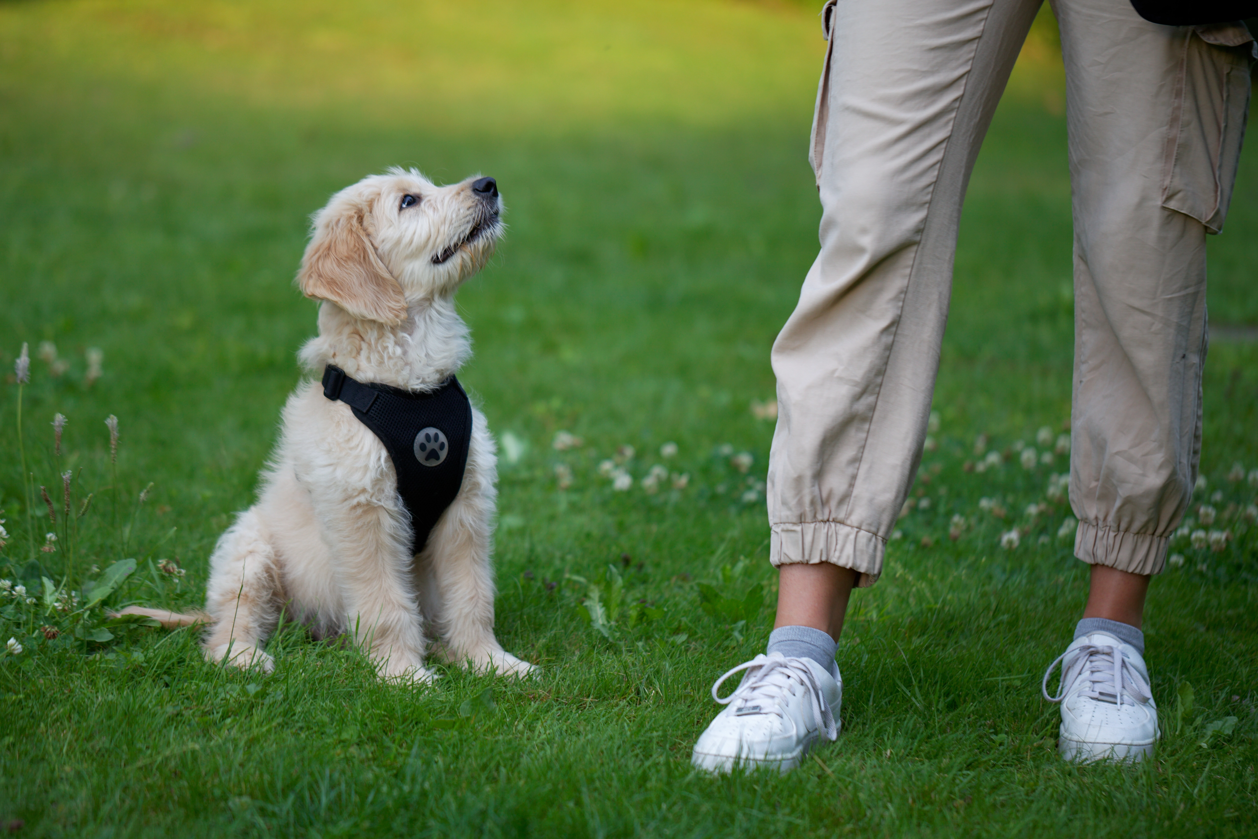 Welpentraining – Online-Hundeschule