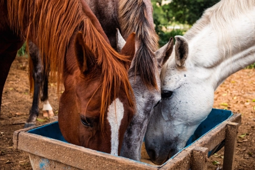 Ernährungsberater Pferd – Onlinekurs