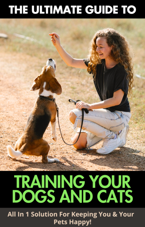 Unlock the Secrets to Training Your Pets – Your Ultimate Guide
